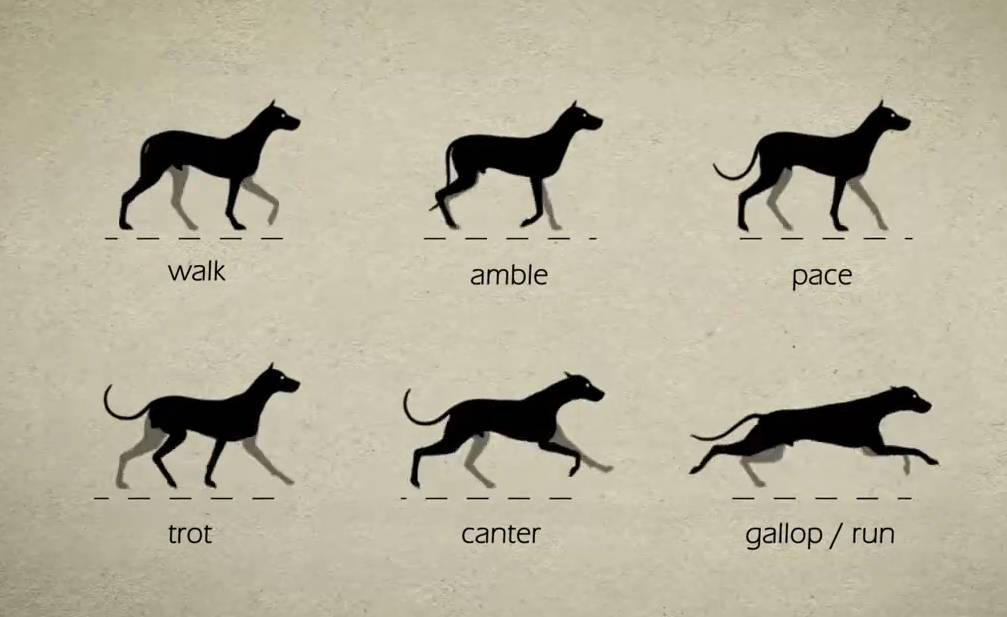 狗的运动动画规律参考